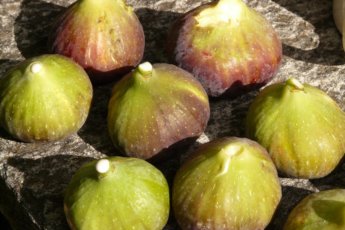 Fichi verdi