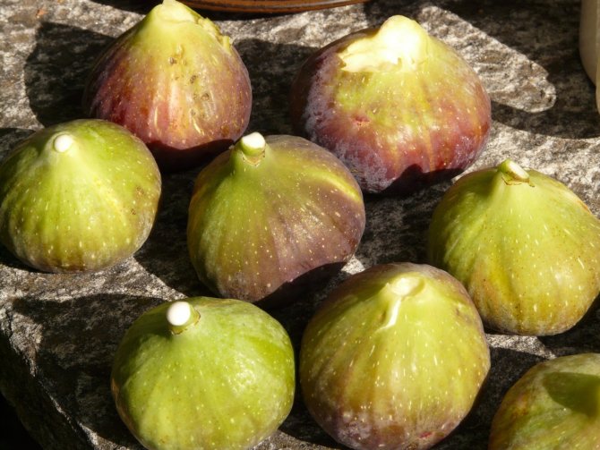 Fichi verdi